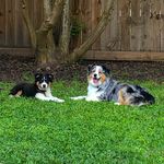 Sky & Cooper - @sky_cooper_aussies - Instagram