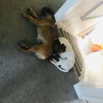 @skye_bert_dog - Instagram