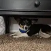 Holly bell Jensen - @skyjensens6dogholly - TikTok