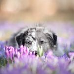 Tanja & die Aussiecrew 🤍 - @star.of.skyline.aussies - Instagram