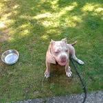Sky little Bully - @skylittlebully - Instagram