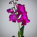 Sky Little Garden - Facebook