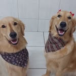 Sophia Barbosa Medeiros - @marvin_sky.golden - Instagram