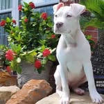 Sky Nguyen - @sky_thenannydog - Instagram