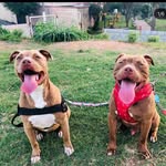 Sky & Oliver - @sky_oliverpitbull - Instagram