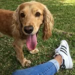 Sky Ramos - @sky_cockerspaniel7 - Instagram