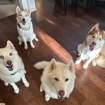 Sky Sanchez - @haus_of_huskies - Instagram