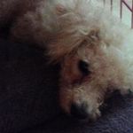 Sky Sanchez - @sky_bye_pup - Instagram