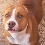 Sky Santana - @pitbullskysantana - Instagram