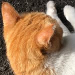 林延叡 - @sky_shadow_cat - Instagram