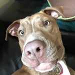 Shakur Sky Spears - @shakur_the_vizsla - Instagram