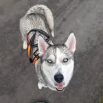 Sky - @sky.sweet.husky - Instagram
