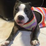 Sky Torres ☁ - @im_sky_thedoggo - Instagram