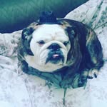 sky Torres My Dog Meadow - @meatball_meadow - Instagram