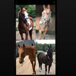 Buzz Sky Tucker Tinka & Cisco - @the_5_equines - Instagram