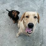 Sky B & Tucker B 🐶 - @skytucker11 - Instagram