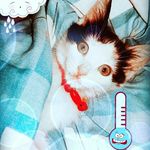 sky white😻😸🐈🐱 - @_sky_white - Instagram