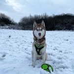 Sky💙 - @skywillsthehusky - Instagram