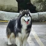 Sky o Husky - @skywolfrj - Instagram