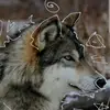 🍀✨️Skywolf_Therian.boy✨️🍀 - @skywolf_therian.b - TikTok