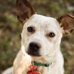 Skye Abrams 🐶 - @skye.abrams - Instagram