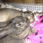 skye & albert :) - @skye.and.albert.the.rabbits - Instagram