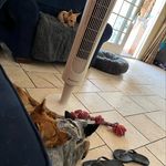 Avalon  🐾 Austrailian Cattle Dog - @skye.lenny.and.avalon - Instagram