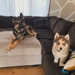 Skye & Loki 🐾 - @skyebabe_loki - Instagram