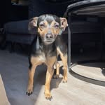 SKYE BARKERS🐶 - @skye.barkers - Instagram