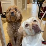 Baxter & Skye - @baxter.and.skye - Instagram