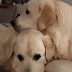 Baxter, Skye & Blue - @baxterandskye_goldies - Instagram