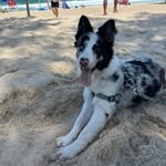 🐾 Skye 🐾- Boder Collie Blue Merle - @bodercollie_skye - Instagram