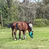 Pony chaos - @skye_bowden - TikTok
