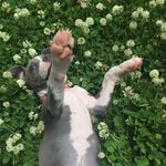 🎀Skye Badger Bowman🎀 - @_life.of.skye_ - Instagram