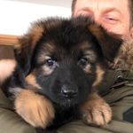 Skye Cooper - @skye_thegermanshepherd - Instagram