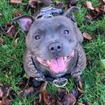 Sky Cracknell-Figueira - @sky_staffy25 - Instagram