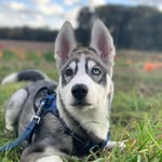 Skye Cracknell - @skye_thehusky_ - Instagram