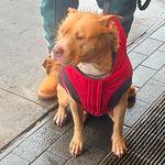 Skye Graham - @skyegrahampitbull - Instagram