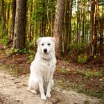 SKYE & Joyce  |  The Great Pyrenees - @skye.the.greatpyrenees - Instagram