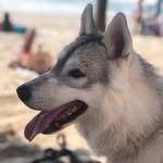 skye levy - @skythehusky18 - Instagram