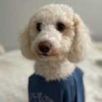 SKYE PARIS LEVY 🐾 - @skyelevy_cockapoomix - Instagram