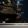 skye - @skyelevy12 - TikTok