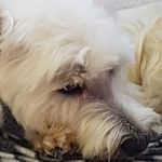 skye_ macleod - @space_puppy4511 - Instagram