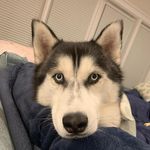Skye MacLeod - @skyemacleodthehusky - Instagram
