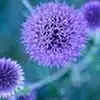 Skye MacLeod - @skye.macleod0 - TikTok