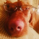 Skye Mills - @vizsla_skye - Instagram