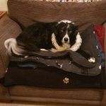 Skye Mills - @skye_nuttyborder - Instagram
