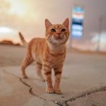 Skye Peterson - @big.mixomeow - Instagram