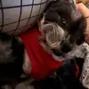 skyepeterson0 - @skyepeterson0 - TikTok