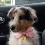 Skye Potter - @skyetheshetland - Instagram